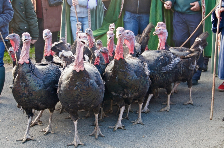 Foire aux dindons 2013 - Varaignes