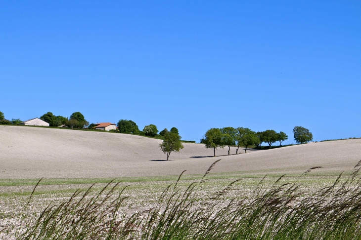 Aux alentours , les coteaux calcaires. - Vendoire