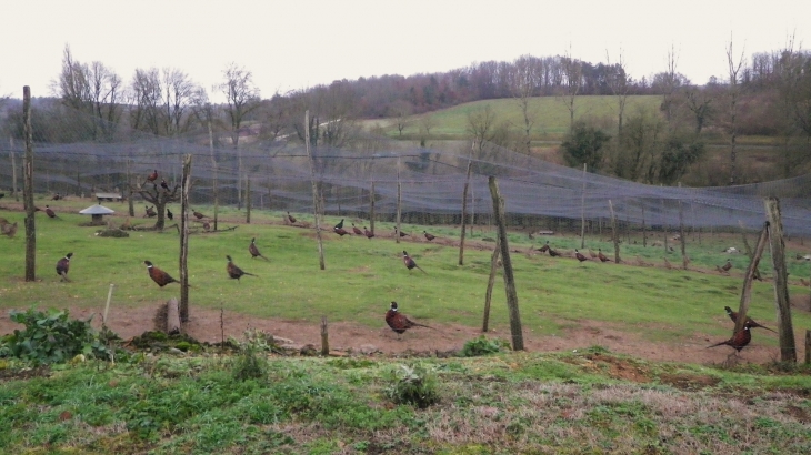 Elevage de faisans à la sortie du village. - Veyrines-de-Vergt