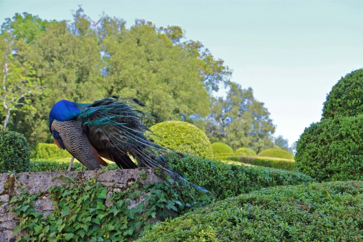 Le paon des jardins suspendus de Marqueyssac. - Vézac