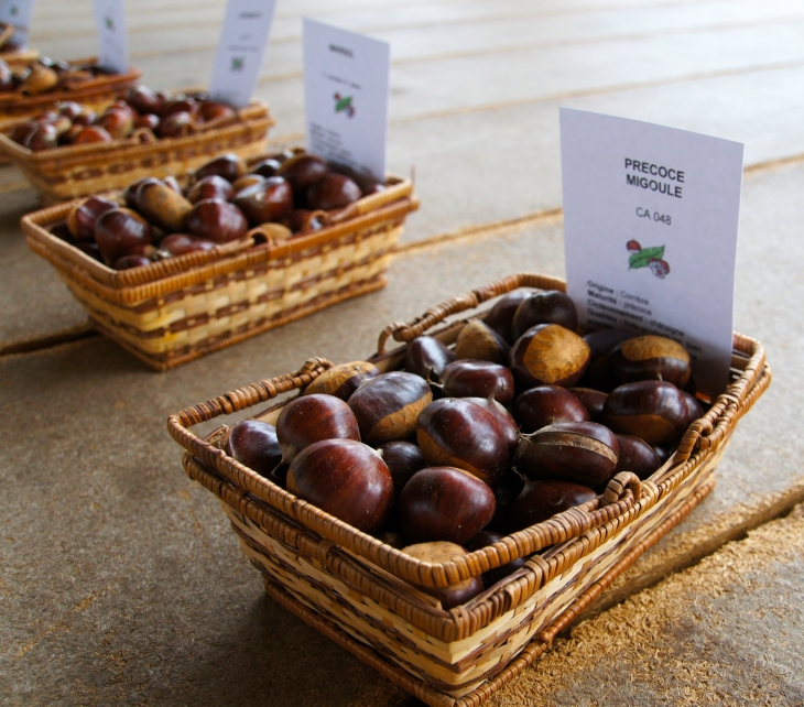 25ème Fête de la Châtaigne. - Villefranche-du-Périgord