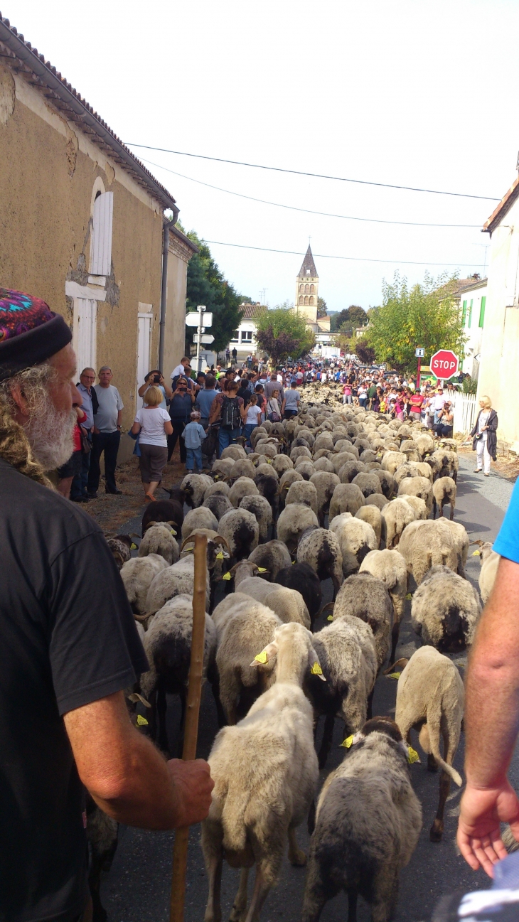 ARRIVEE DE LA TRANSHUMANCE - Aillas