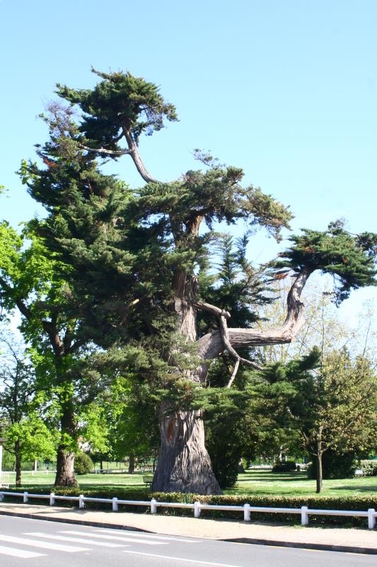 Séquoia - Ambarès-et-Lagrave