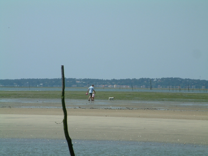 Arcachon - balade sur l'ile des Oiseaux