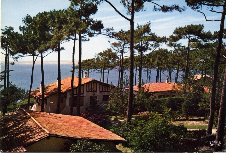 Chalets dans les Pins (carte postaled de 1970) - Arcachon