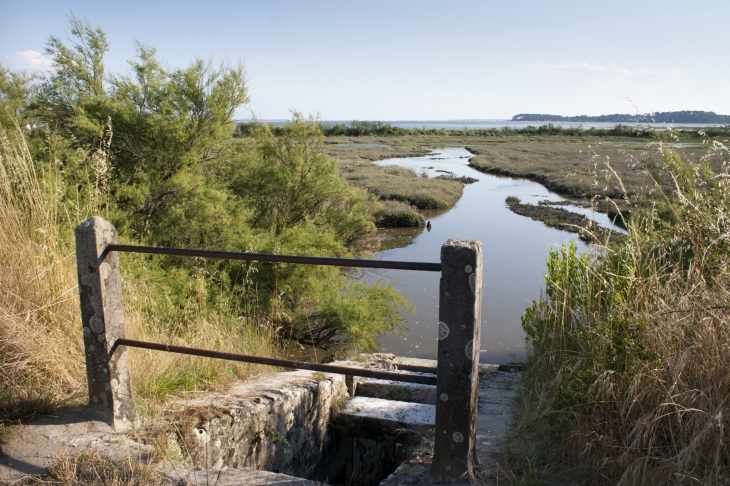 Réserve Naturelle prés-salés d’Arès