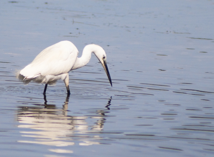 Réserve Naturelle Nationale des prés-salés d’Arès