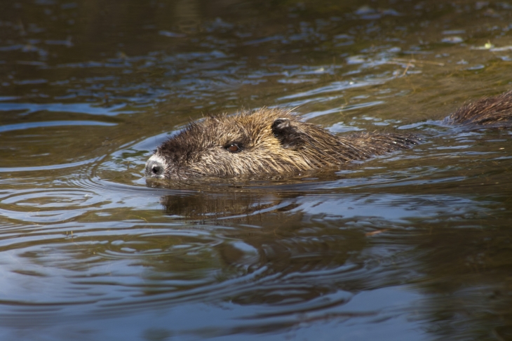 Réserve Naturelle Nationale des prés-salés d’Arès