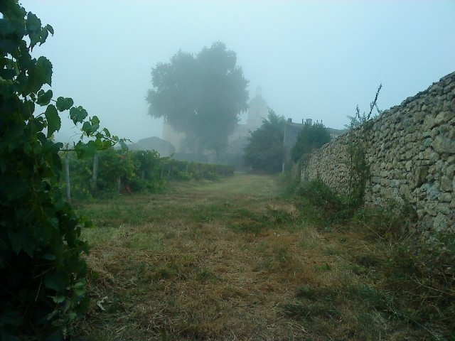 Brume matinale annonciatrice de l'automne - Barsac