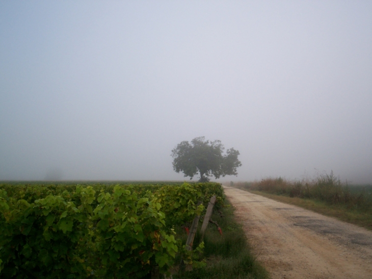 Brume matinale sur les bords de Garonne - Barsac