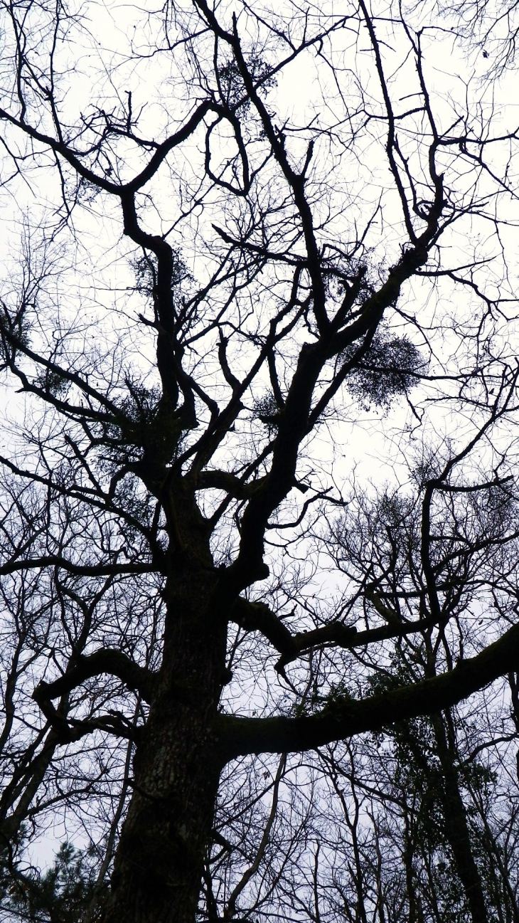 Chêne à gui bicentenaire encore utilisé pour les rites druidiques. - Bellebat