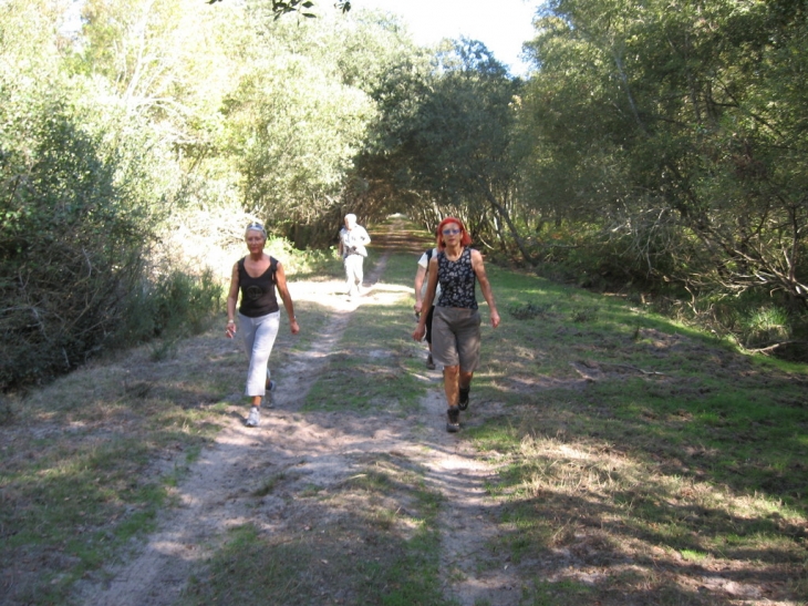 Vue partielle du vignoble - Blaignan