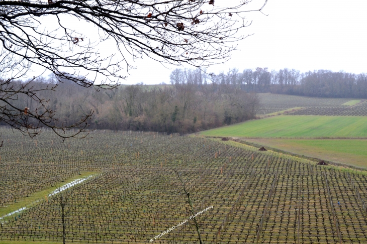 La campagne prend de la hauteur - Blaignan