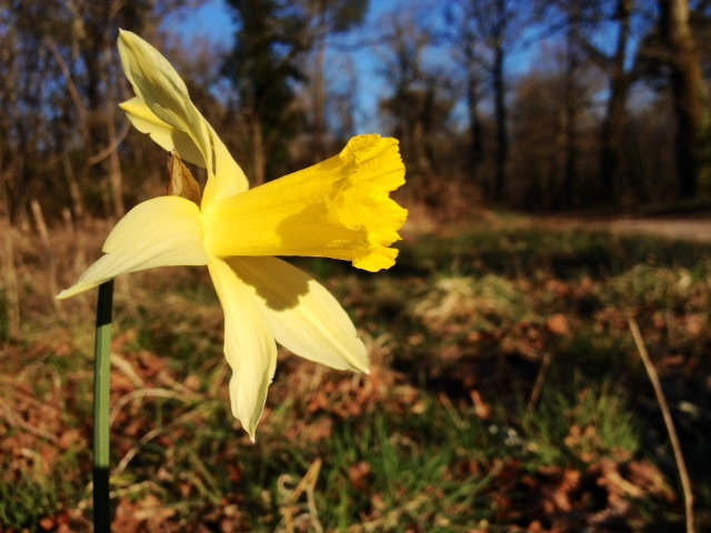 Jonquille sauvage dans les bois de Tanaïs. - Blanquefort