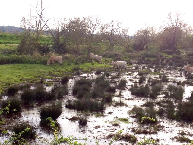 Prairie inondée en bord de jalle. - Blanquefort