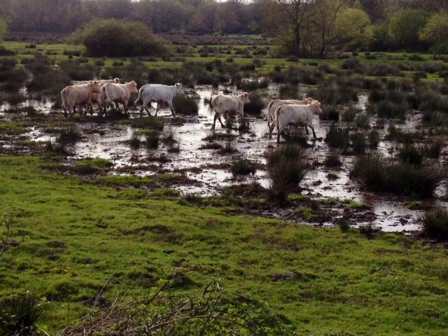 Prairie inondée en bord de jalle. - Blanquefort