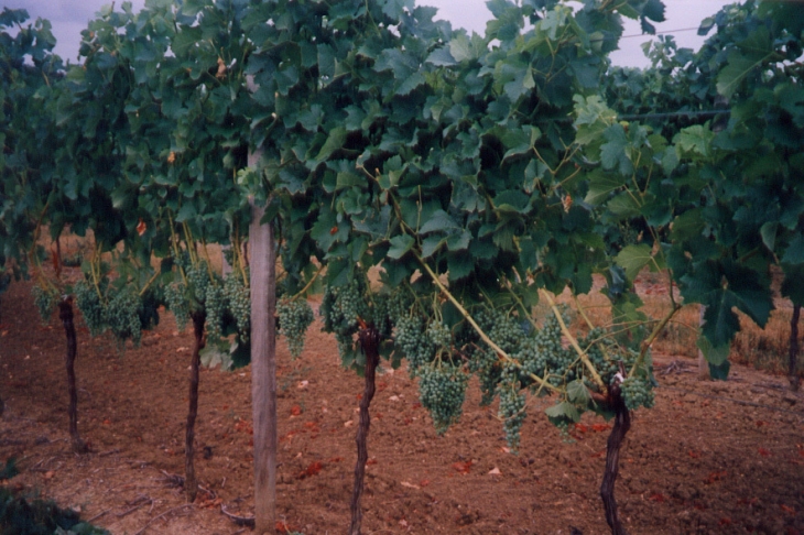 Photo d'une vigne Haut-Cazevert - Blasimon