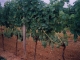 Photo d'une vigne Haut-Cazevert