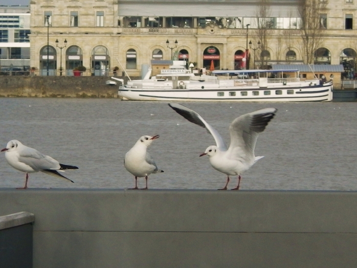 Mouettes sur le ponton d'honneur prés du Pont de Pierre. - Bordeaux