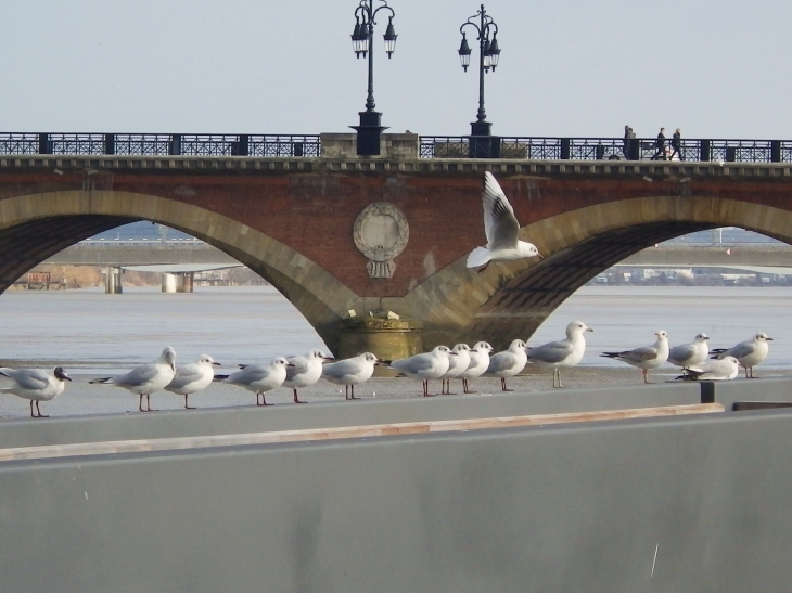 Mouettes sur le ponton d'honneur prés du Pont de Pierre. - Bordeaux