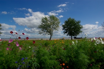 Environs de Pauillac - Bordeaux