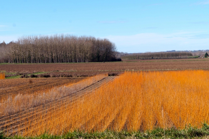 Aux alentours. - Castillon-de-Castets