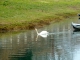 Cygne sur la Dordogne