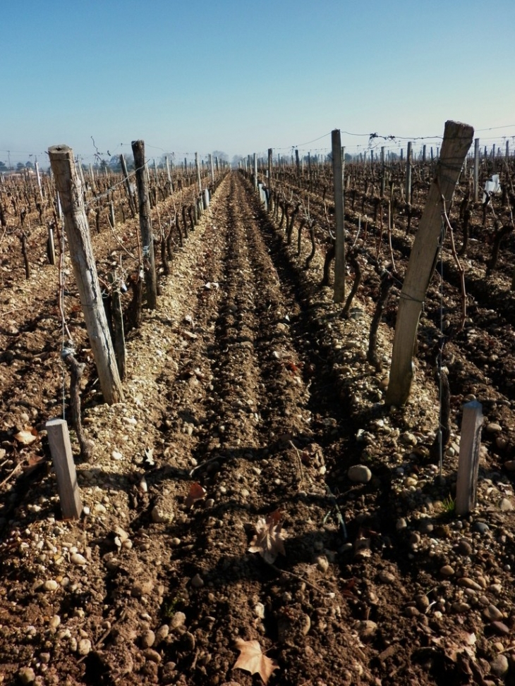 Les vignes de château Ferrande. - Castres-Gironde