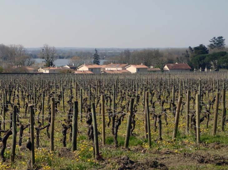 Entre vignes et Dordogne - Fronsac