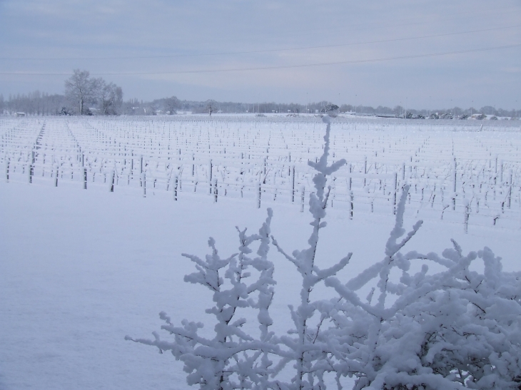 Vignoble de Baillargeau.... - Gauriaguet