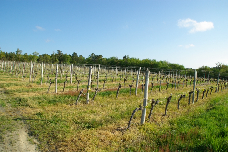 Vignes - Lagorce