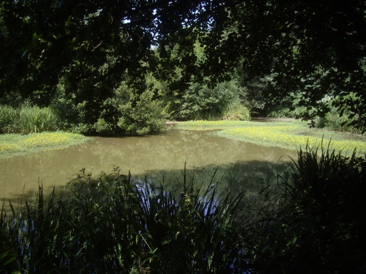 Le marécage du lac de Larromet. - Laroque