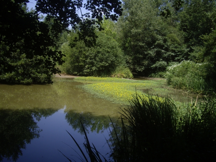 Le marécage du lac de Larromet. - Laroque