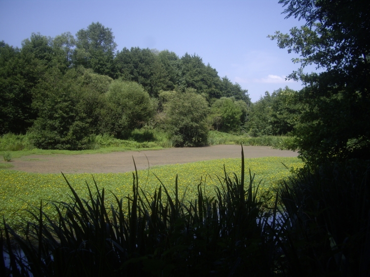 Le marécage du lac de Larromet. - Laroque