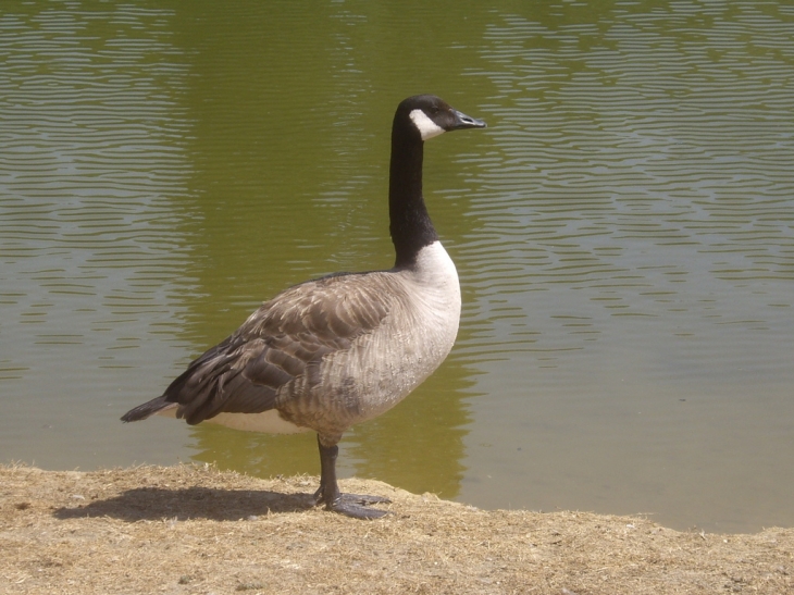 Oie sauvage sur la rive du lac de Larromet. - Laroque