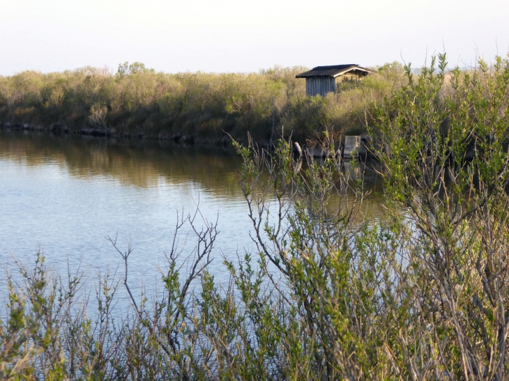 Le delta de l'Eyre - Le Teich
