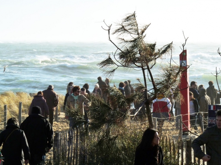 Pointe du Cap Ferret suite tempête - Lège-Cap-Ferret