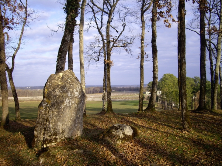 Vue de la colline de Pey Landry (94 mètres). - Les Salles-de-Castillon