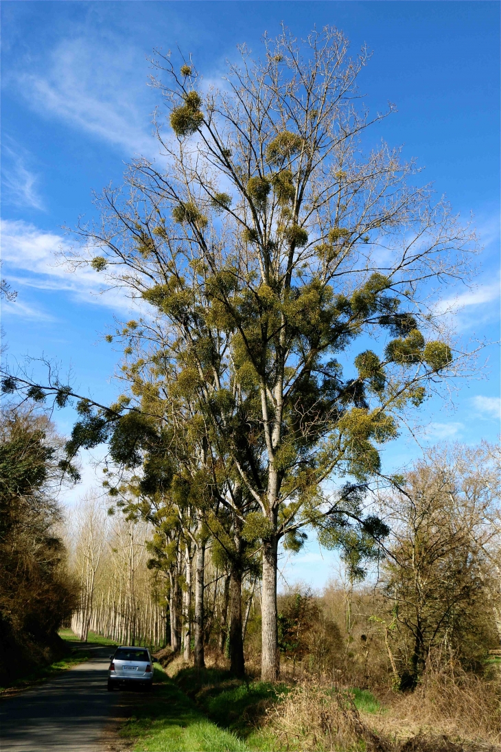 Au bord du dropt - Loubens