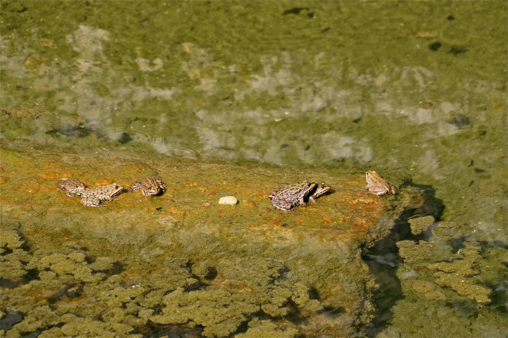 Les grenouilles du lavoir - Loubens