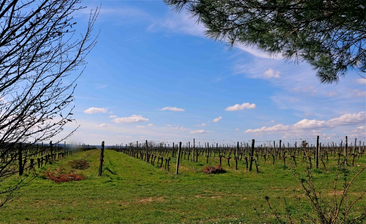 Vignoble du château de Lavison - Loubens