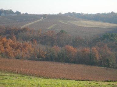 Vignes et bois - Omet