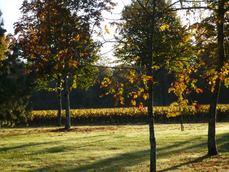 Parc et vignes en septembre - Ordonnac