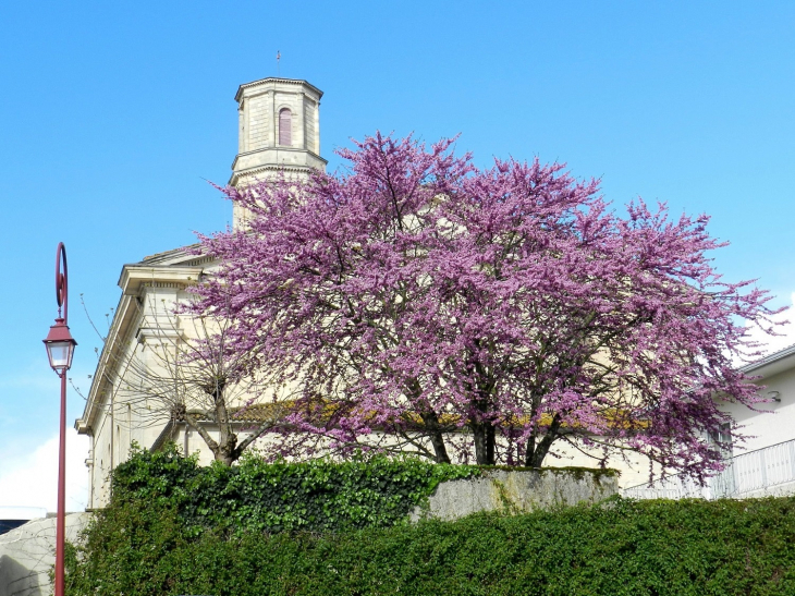 L'Eglise Saint-Martin de Pauillac vue de l'arrière avec un arbre de Judée en fleurs