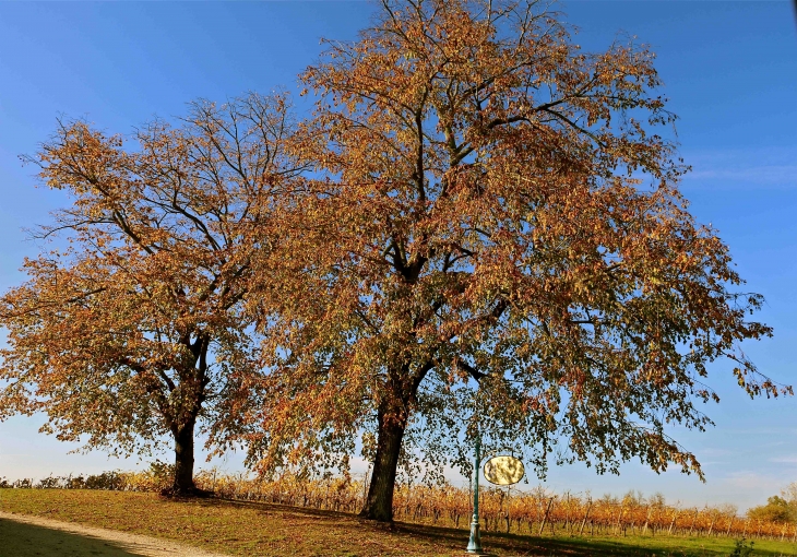 Aux alentours - Saint-André-et-Appelles