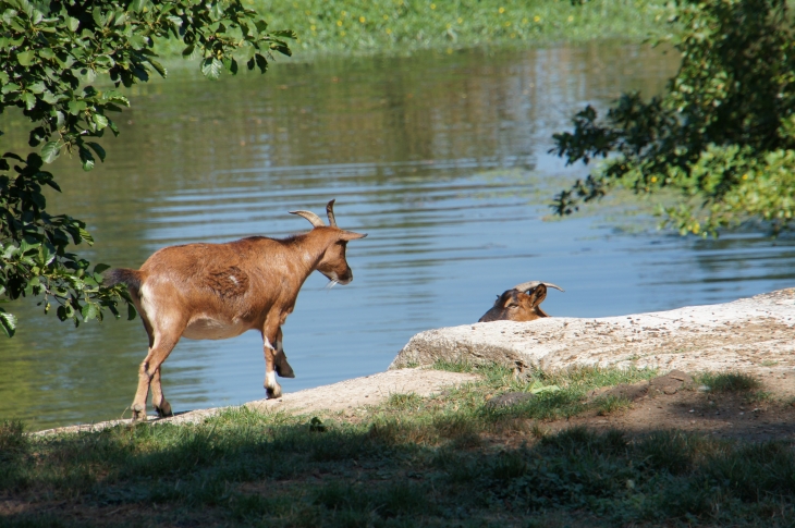 Sur le bord du canal. - Saint-Antoine-sur-l'Isle