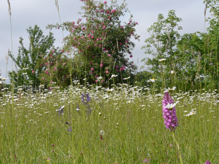 Fleurs des champs - Saint-Aubin-de-Branne