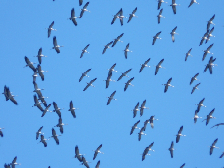 Vol de grues - Saint-Aubin-de-Branne