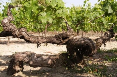 VIEILLE VIGNE DE 150 ANS - Saint-Christoly-Médoc