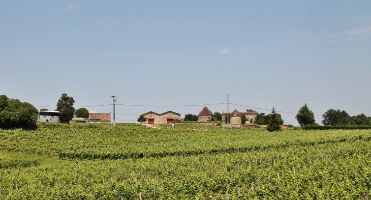 Les Vignobles - Saint-Cibard